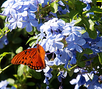 [An orange butterfly with black dots, some of which have white dots within them, is perched on some light-blue flowers.]